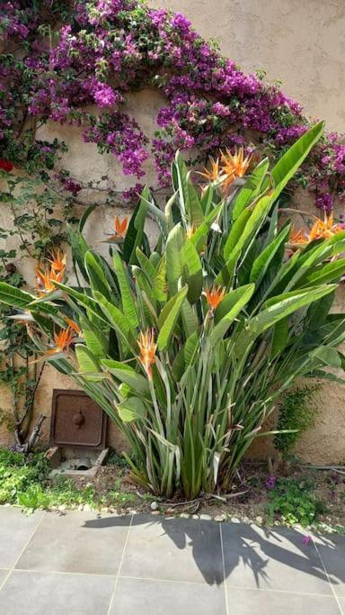 Appartement En Rez De Jardin Et Terrasse Ds Villa 耶尔 外观 照片